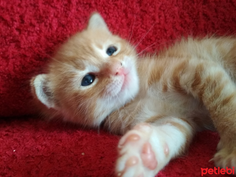 Soke, Kedi  Zeus fotoğrafı
