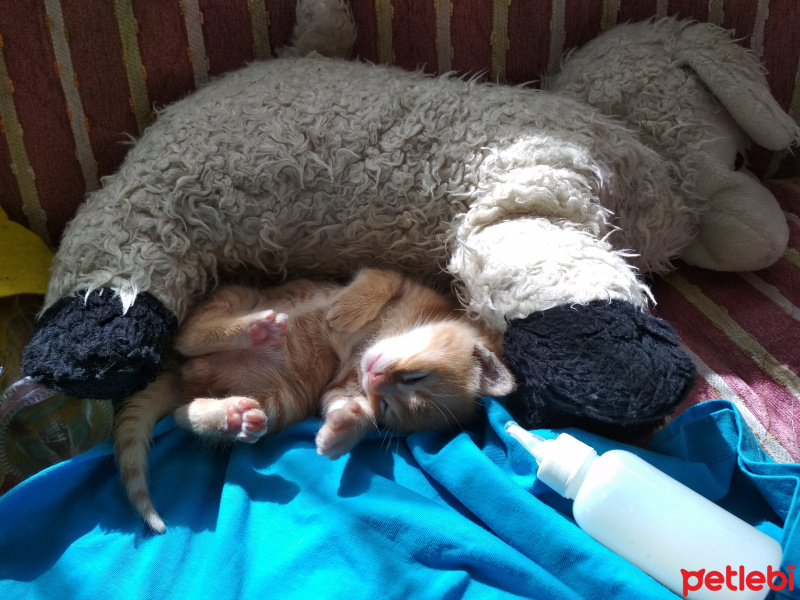 Soke, Kedi  Zeus fotoğrafı