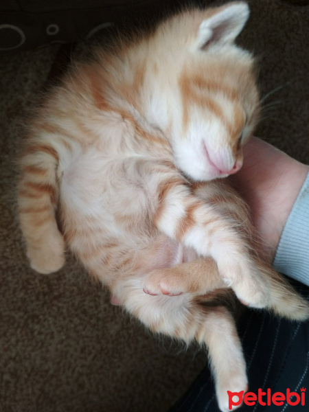 Soke, Kedi  Zeus fotoğrafı