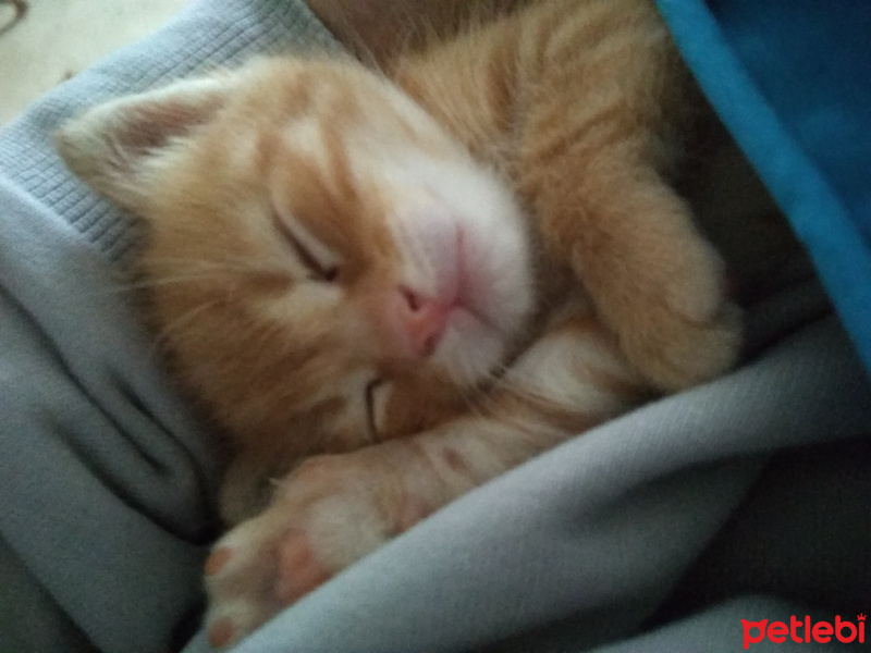 Soke, Kedi  Zeus fotoğrafı