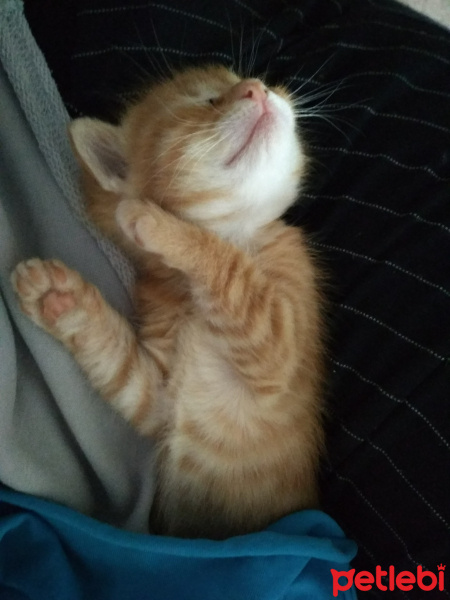 Soke, Kedi  Zeus fotoğrafı
