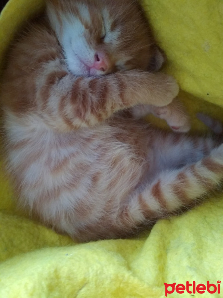 Soke, Kedi  Zeus fotoğrafı