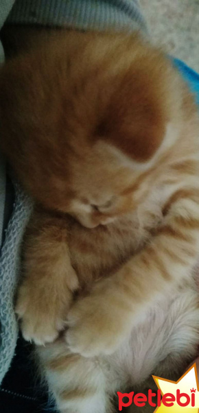 Soke, Kedi  Zeus fotoğrafı