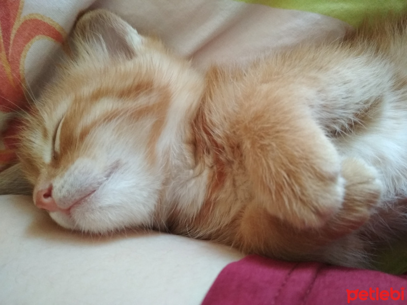 Soke, Kedi  Zeus fotoğrafı