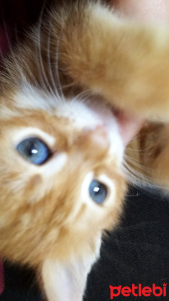 Soke, Kedi  Zeus fotoğrafı