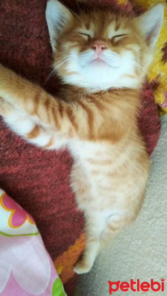 Soke, Kedi  Zeus fotoğrafı