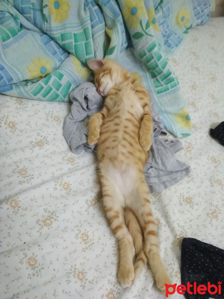 Soke, Kedi  Zeus fotoğrafı