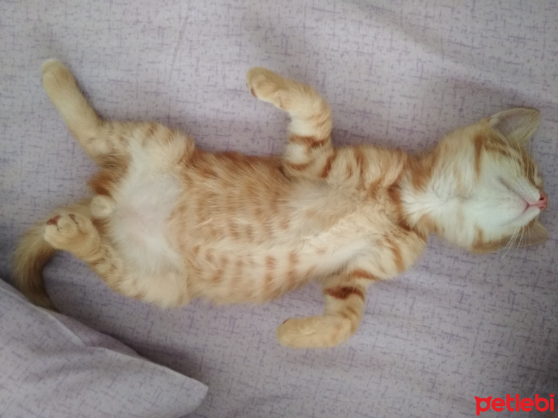 Soke, Kedi  Zeus fotoğrafı