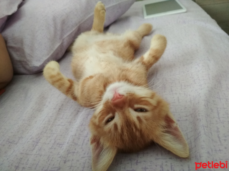 Soke, Kedi  Zeus fotoğrafı