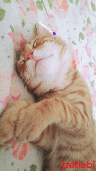 Soke, Kedi  Zeus fotoğrafı