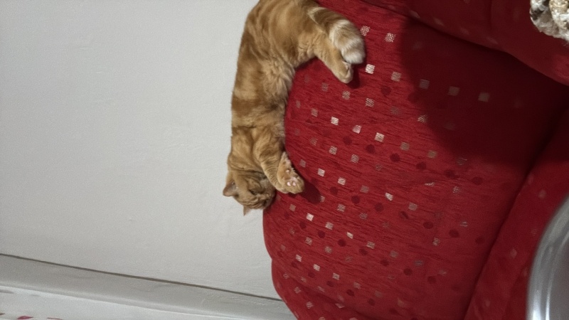 British Shorthair, Kedi  Tirmit fotoğrafı