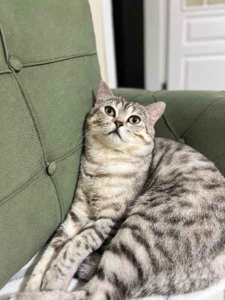 British Shorthair, Kedi  Mocha fotoğrafı