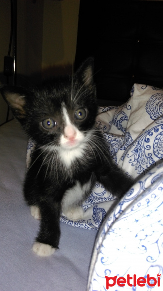 Tuxedo (Smokin) Kedi, Kedi  Napolyon fotoğrafı