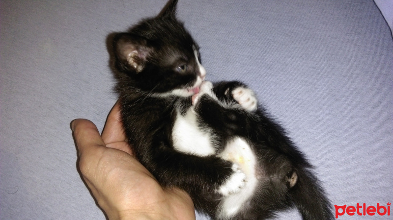 Tuxedo (Smokin) Kedi, Kedi  Napolyon fotoğrafı