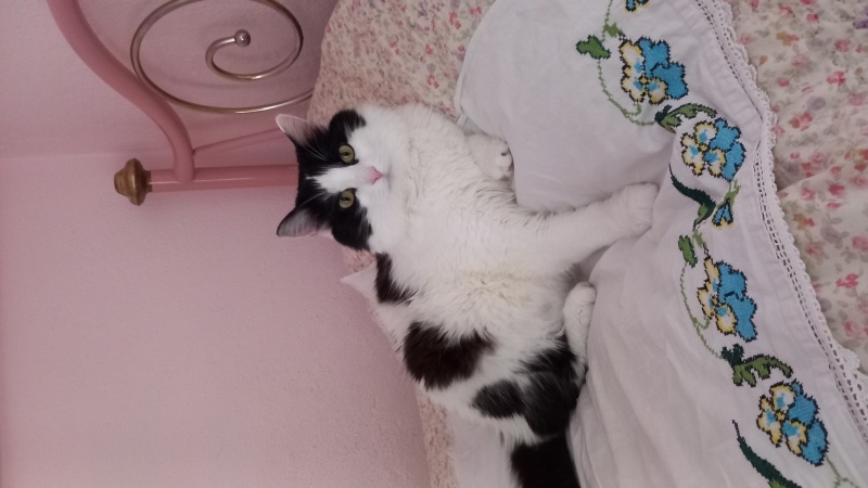 Tekir Kedi, Kedi  Boncuk fotoğrafı