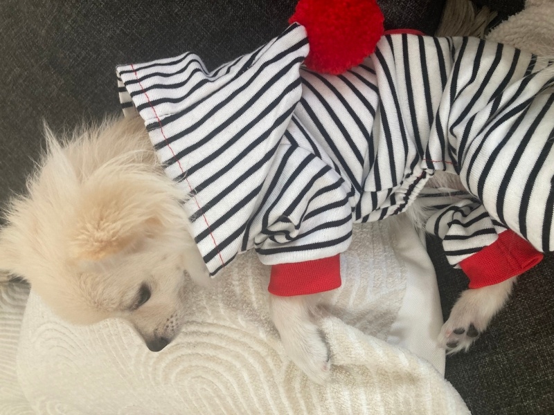 Pomeranyalı, Köpek  Milka fotoğrafı