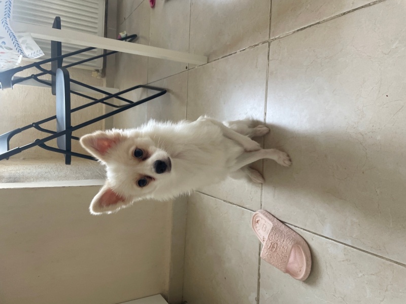 Pomeranyalı, Köpek  Latte fotoğrafı