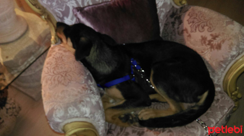 Alman Çoban Köpeği, Köpek  Lexy fotoğrafı