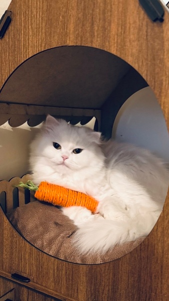 İran Kedisi (Persian), Kedi  Leydi fotoğrafı