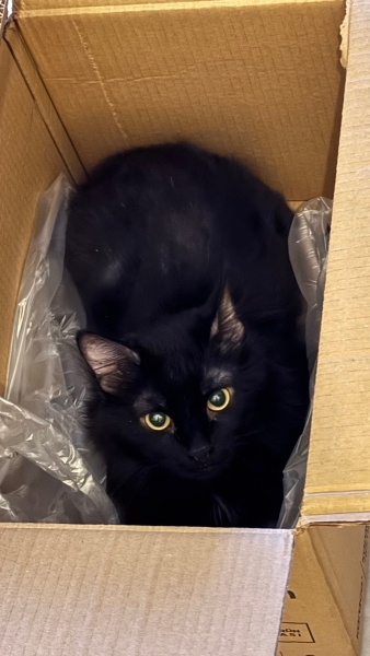 Bombay, Kedi  Mia fotoğrafı