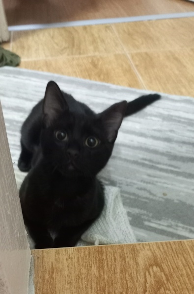 Bombay, Kedi  Miasu fotoğrafı