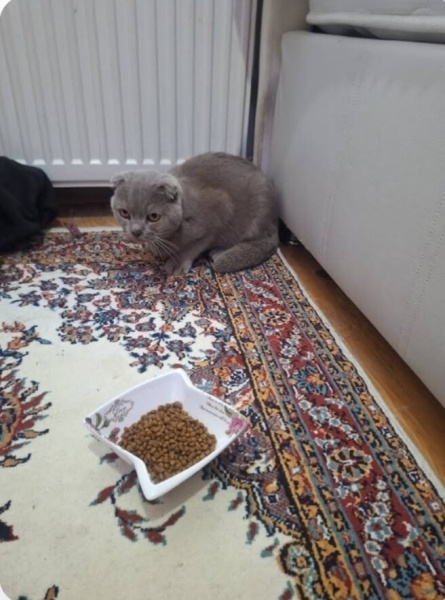 British Longhair, Kedi  Duman fotoğrafı
