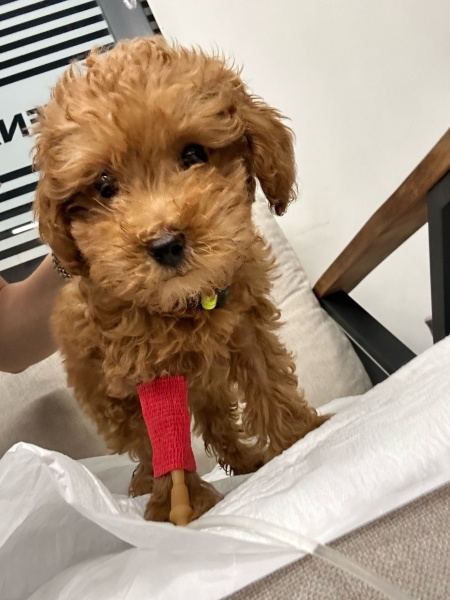 Poodle (Minyatür Kaniş), Köpek  Bulgur fotoğrafı