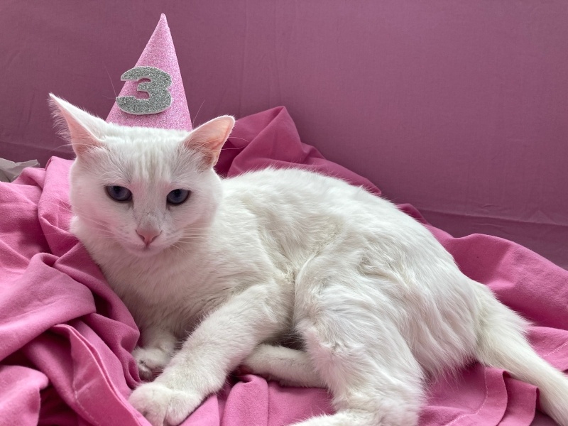 Ankara Kedisi, Kedi  Pamuk fotoğrafı