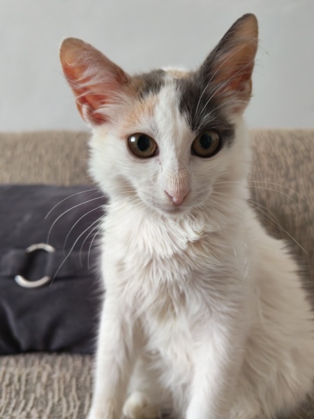 Ankara Kedisi, Kedi  Melek fotoğrafı