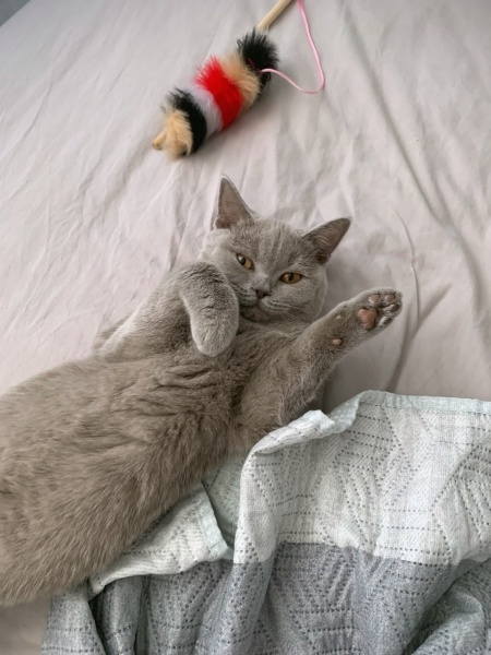 British Shorthair, Kedi  bihter fotoğrafı