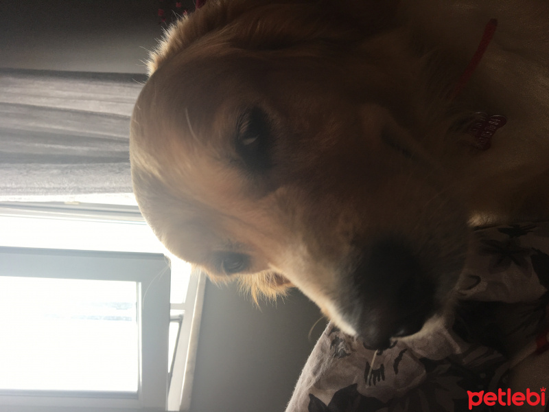 Golden Retriever, Köpek  Fikri fotoğrafı