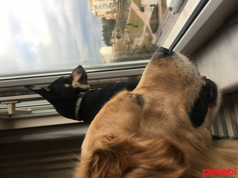 Golden Retriever, Köpek  Fikri fotoğrafı