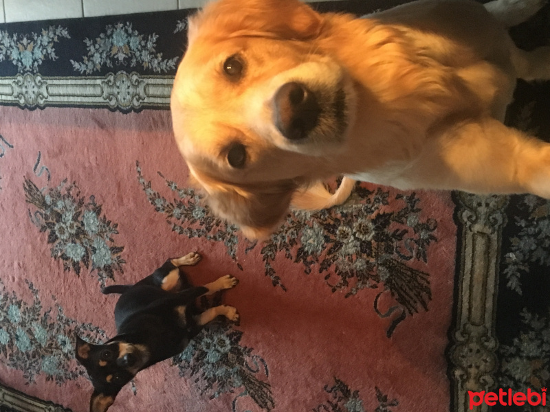 Golden Retriever, Köpek  Fikri fotoğrafı