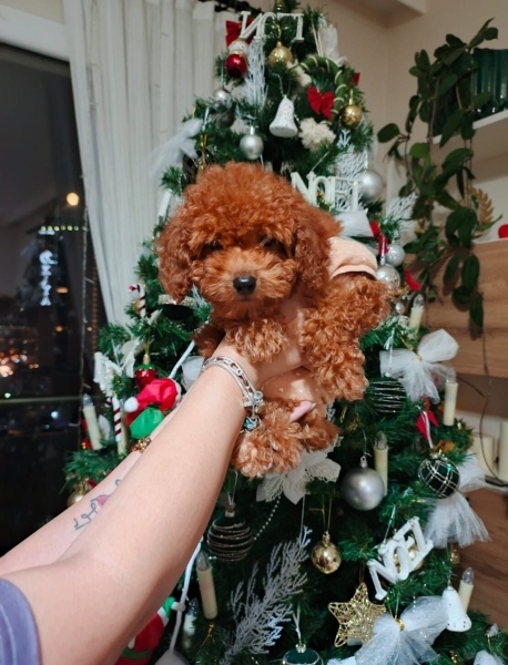 Poodle (Minyatür Kaniş), Köpek  Liya fotoğrafı