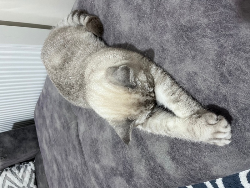 British Shorthair, Kedi  Alex fotoğrafı