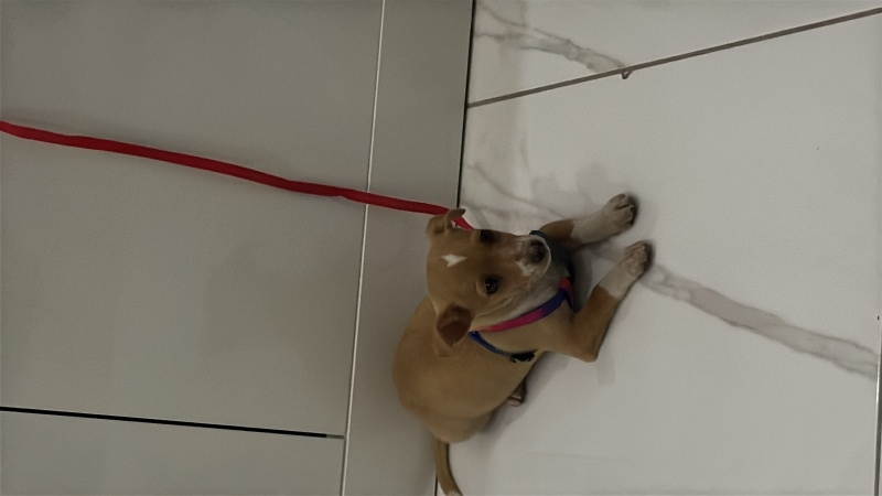 Jack Russell Terrier, Köpek  TARÇIN fotoğrafı