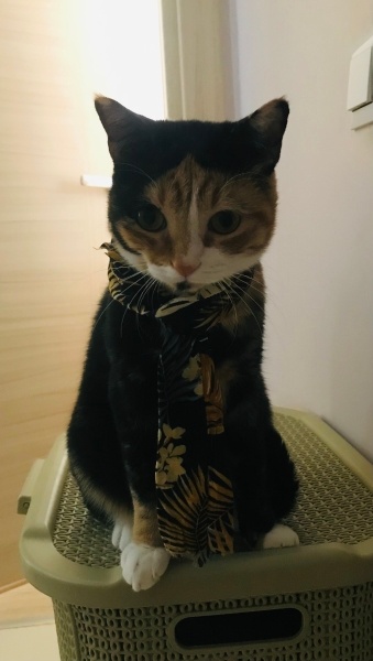 Tekir Kedi, Kedi  Cincime fotoğrafı