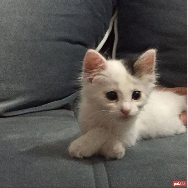 İran Kedisi (Persian), Kedi  behlül fotoğrafı