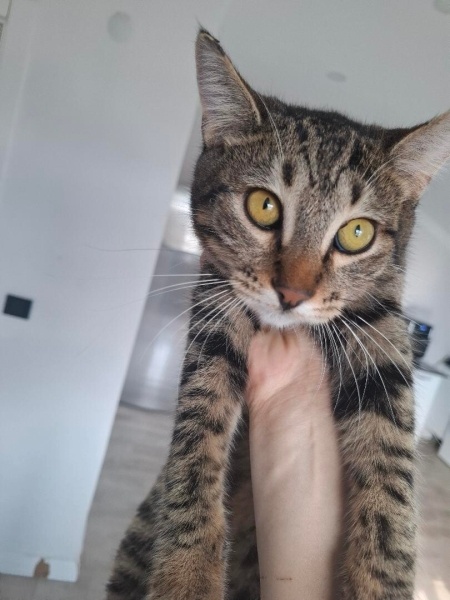 Tekir Kedi, Kedi  Marsık fotoğrafı