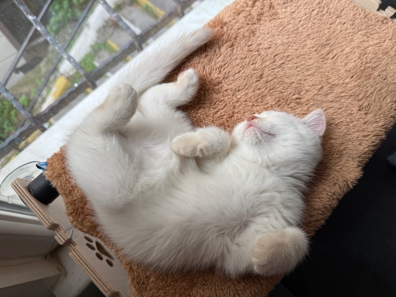 British Shorthair, Kedi  Cosmos fotoğrafı