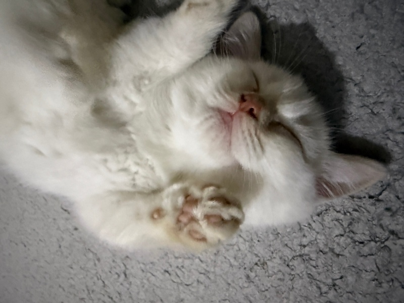 British Shorthair, Kedi  Cosmos fotoğrafı