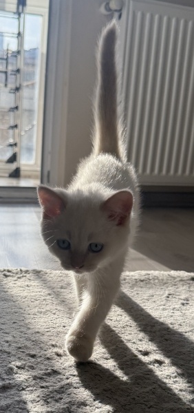 British Shorthair, Kedi  Cosmos fotoğrafı