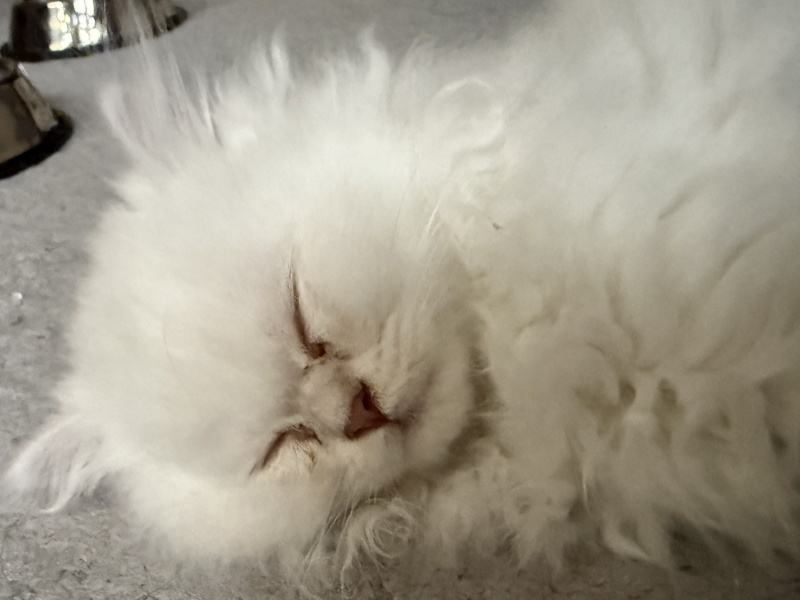 British Longhair, Kedi  Prenses fotoğrafı