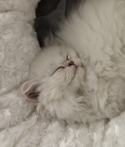 British Longhair, Kedi  Prenses fotoğrafı