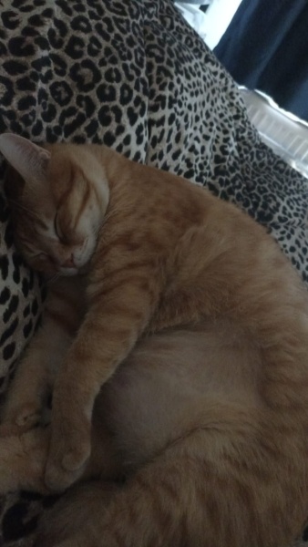 Sarman, Kedi  tarçın fotoğrafı