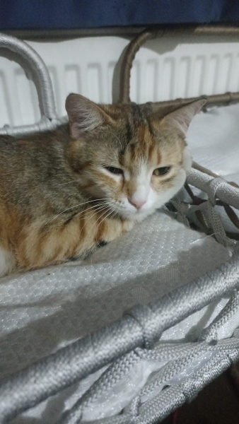 Tekir Kedi, Kedi  nazlı fotoğrafı