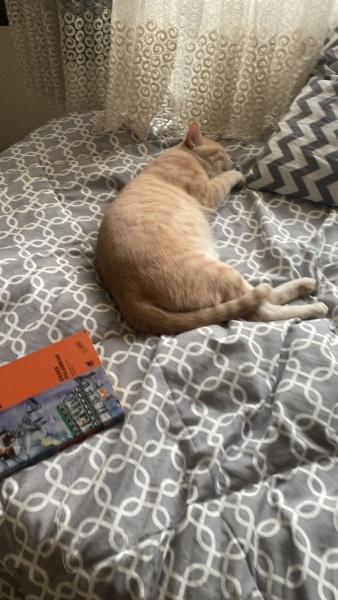 Tekir Kedi, Kedi  gofret fotoğrafı