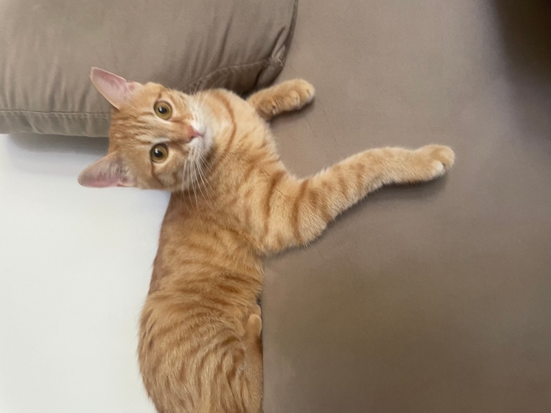 Sarman, Kedi  Günışığı fotoğrafı