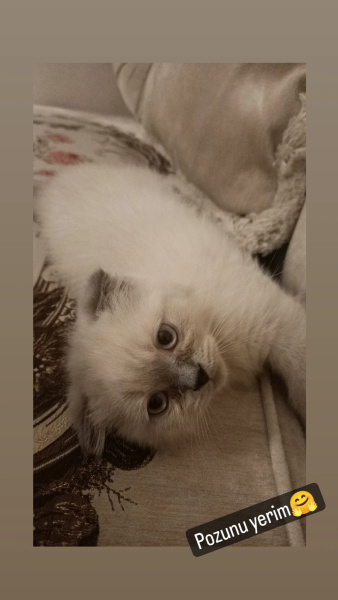 Scottish Fold, Kedi  Mia Pamuk fotoğrafı