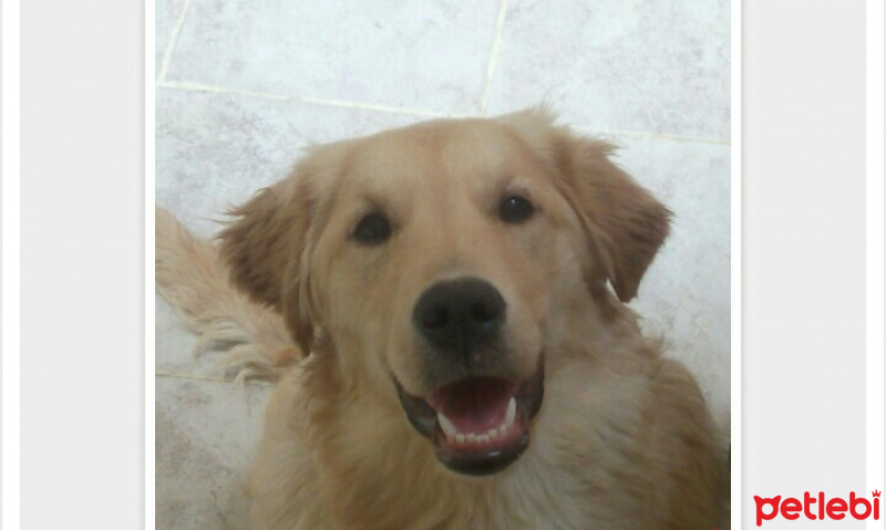 Golden Retriever, Köpek  Sakız fotoğrafı